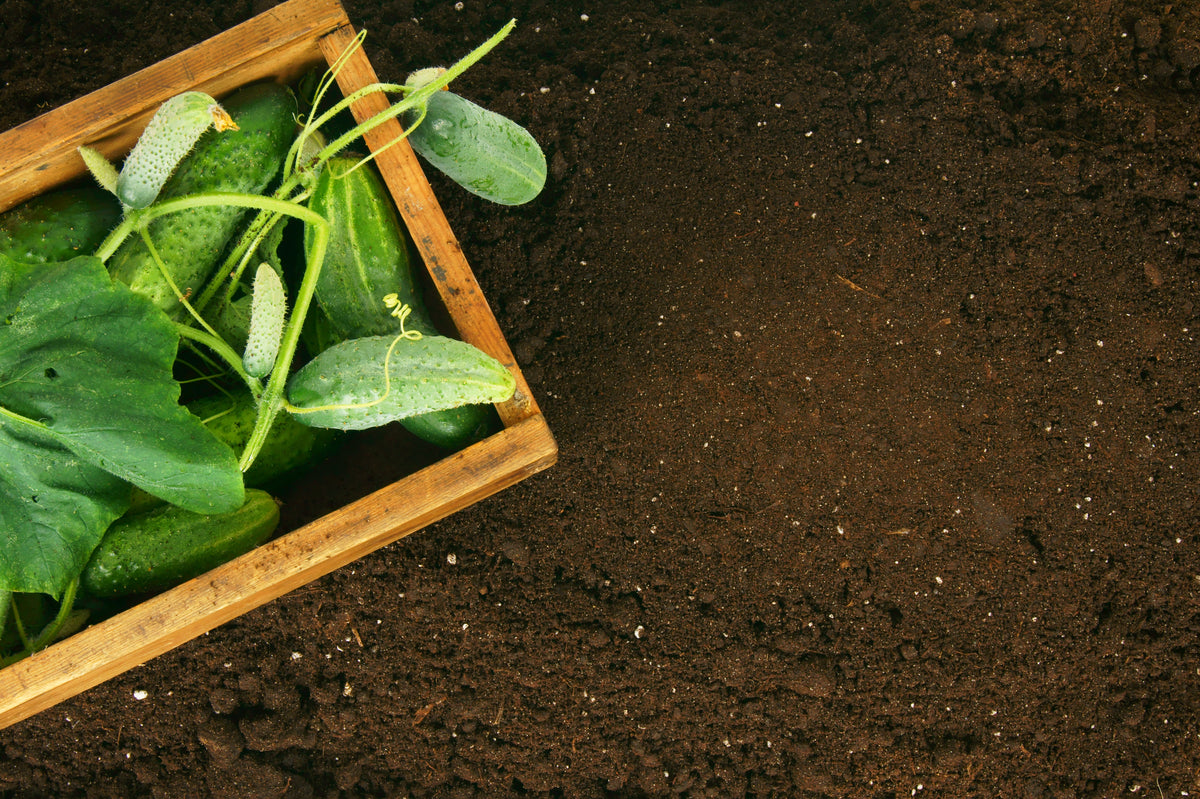 Mycorrhiza, rhizobacteria and lava meal. What is actually in a soil improver?