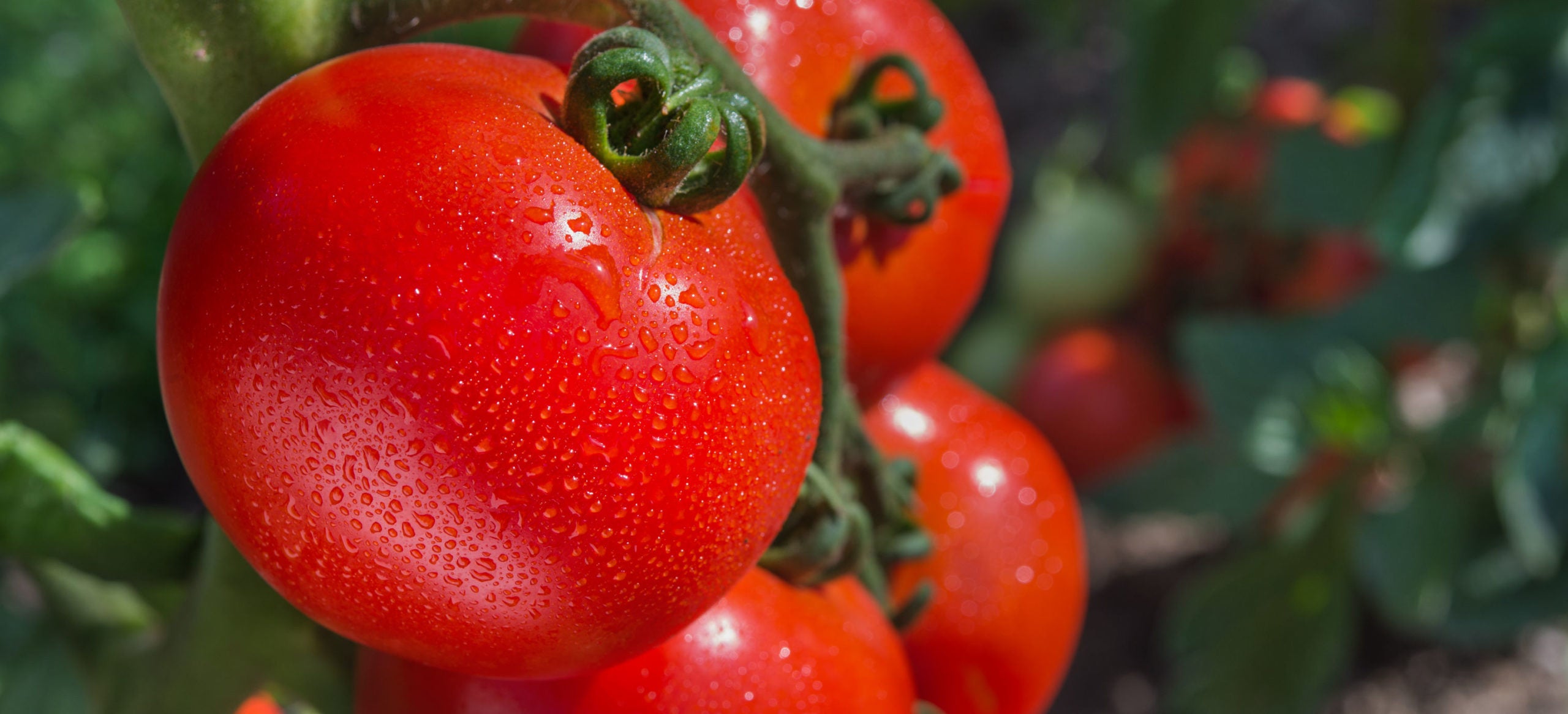 Vloeibare meststoffen concentraten