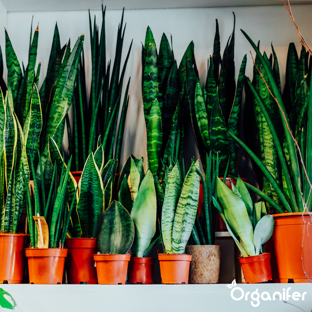 Kamerplanten meststof