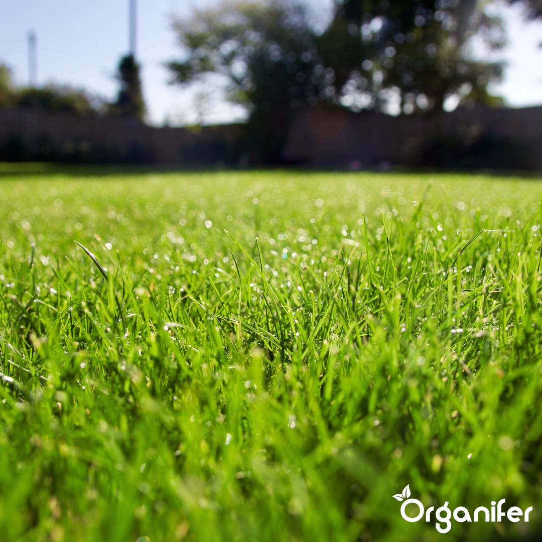 Droogtebestendig graszaad