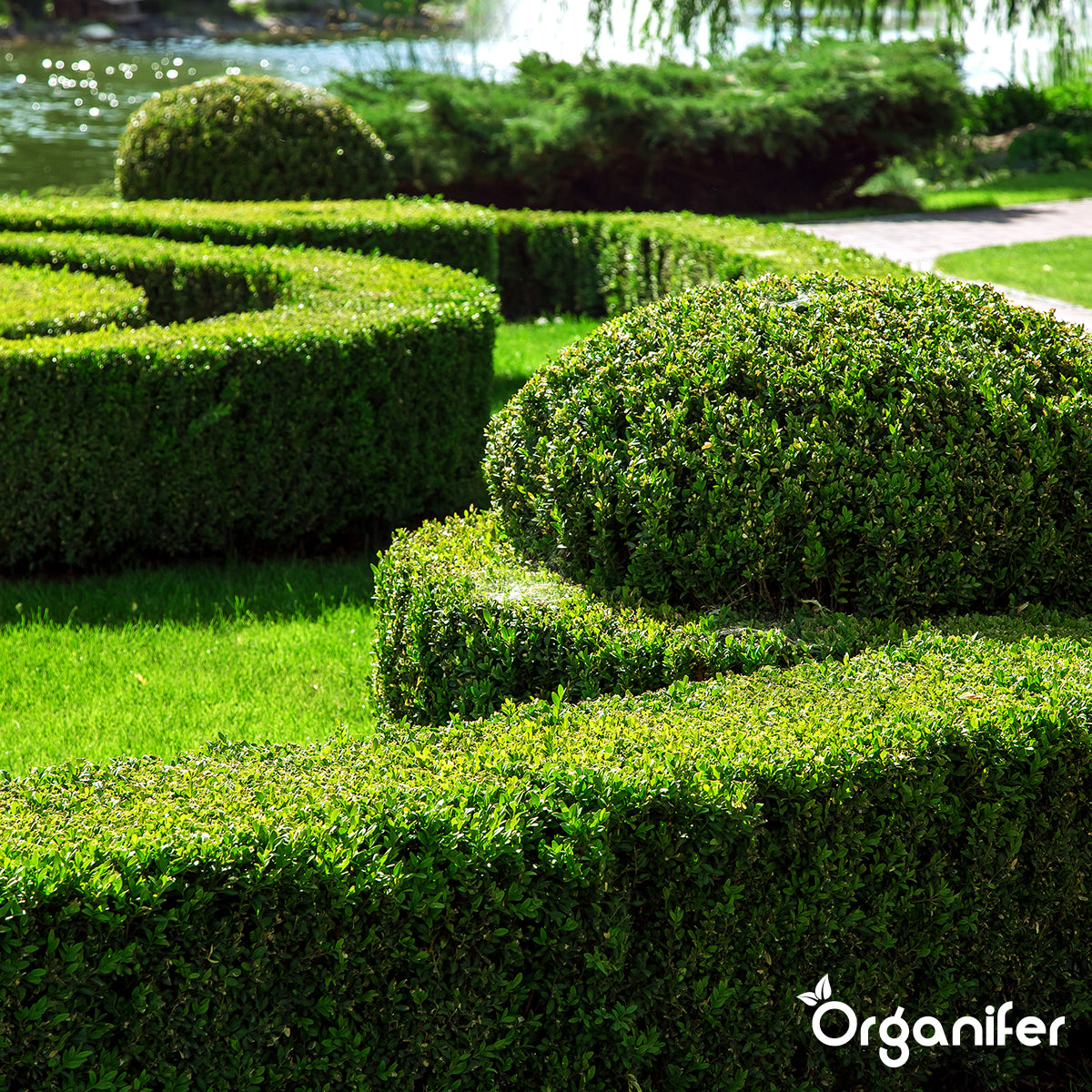 Buxus Vitaal Concentraat