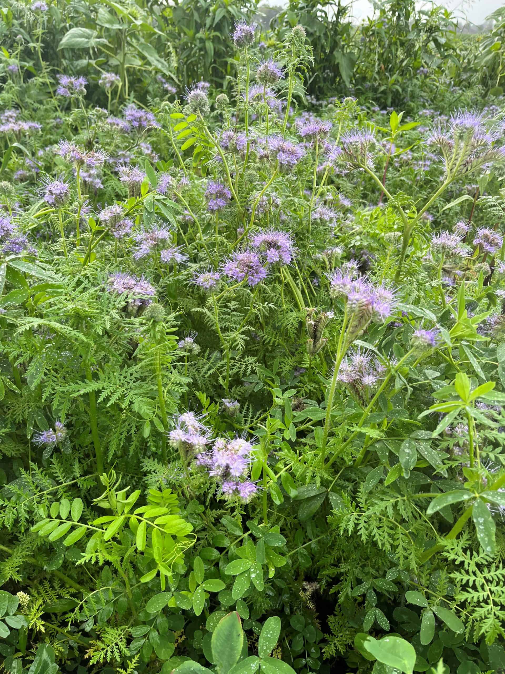 Groenbemester - Vanggewas Organifer