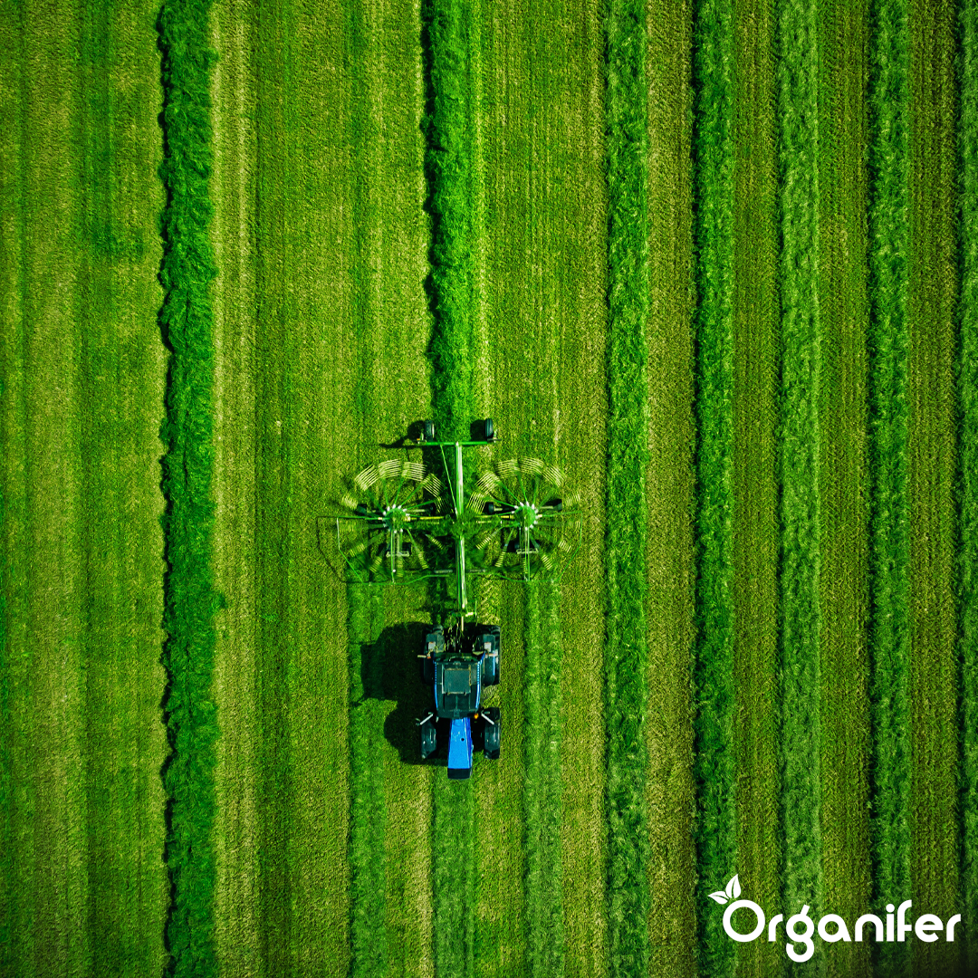 Graszaad voor hooi en kuilvoer