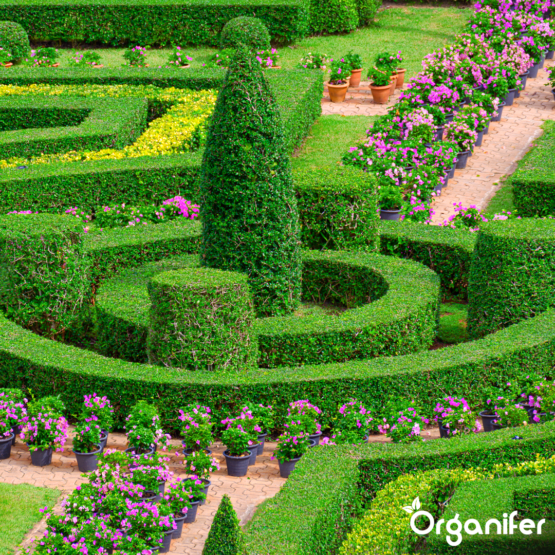 Hedges, Yew & Conifers Fertiliser All-In-One 3