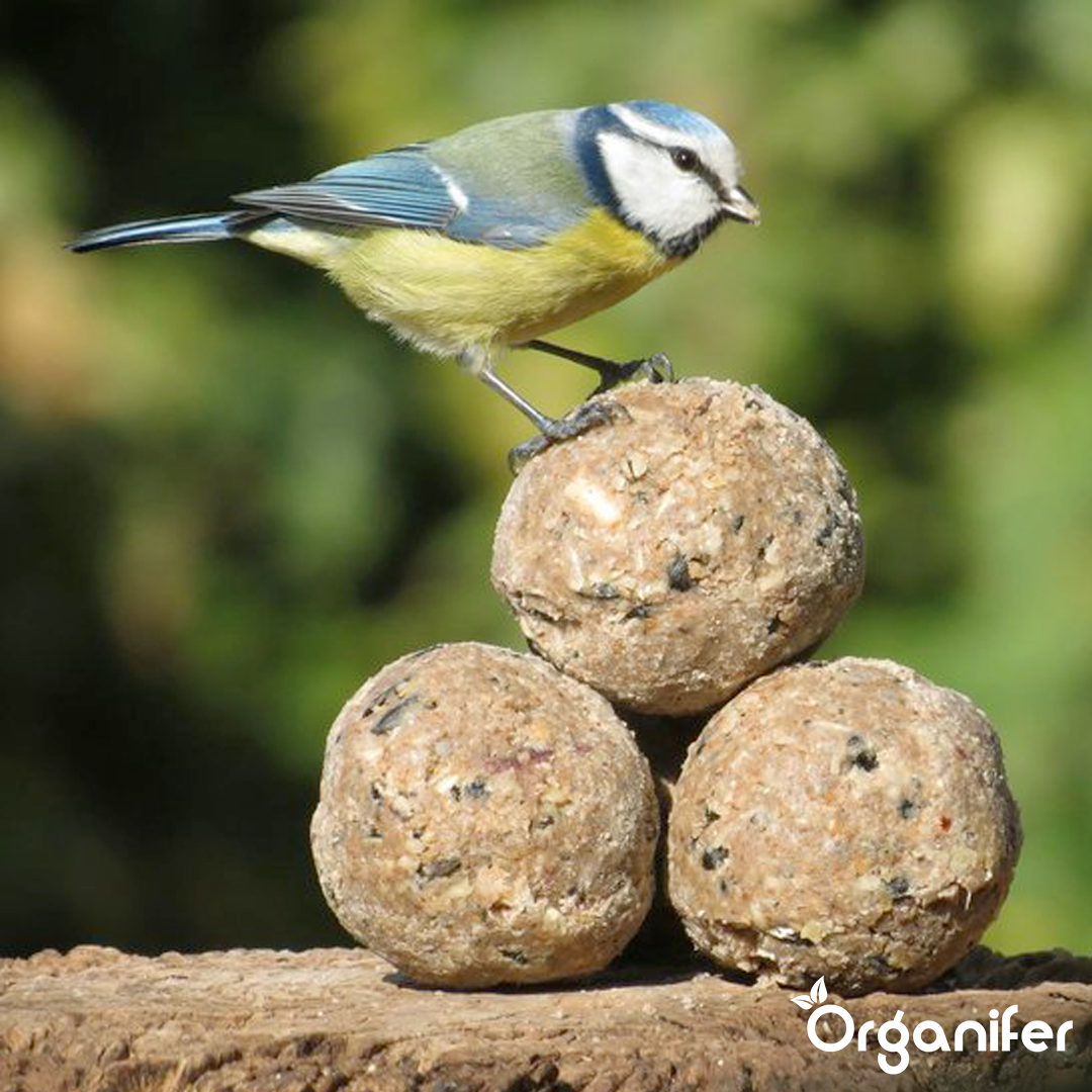 Insect fat balls for Garden Birds 1