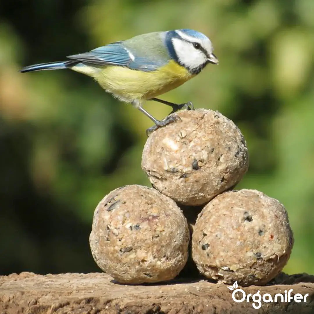 Insect fat balls for Garden Birds 1