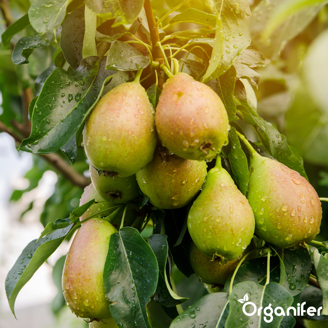 Patentkali Kalium Magnesium