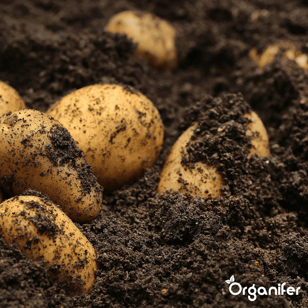 Pootgoed & Plantgoed