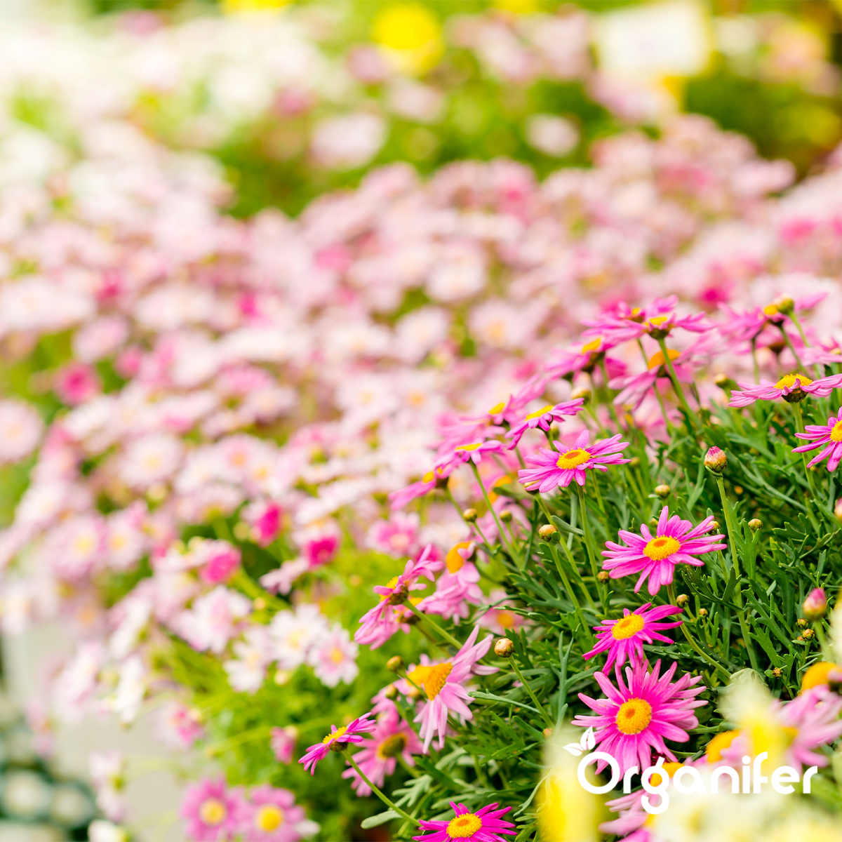 Plantenvoeding All-In-One