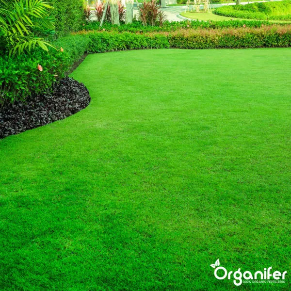 Gazon Topdressing – Mix met Mycorrhiza en Rhizobacteriën (600L, 600m2) - Gedroogde Gazon Topdressing – Mix met Mycorrhiza en Rhizobacteriën (600L, 600m2) - Gedroogde