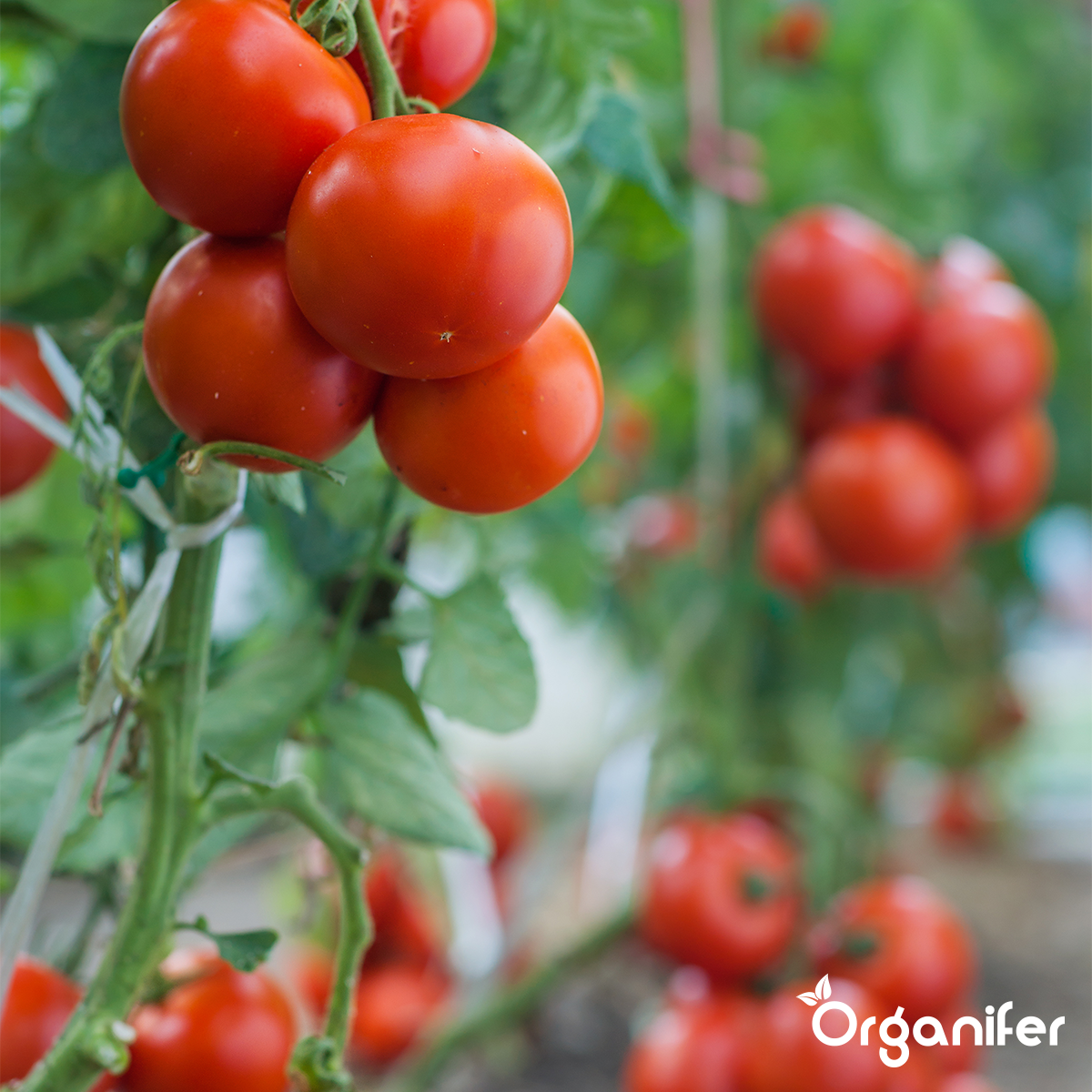 Vloeibare meststof voor de bloeifase