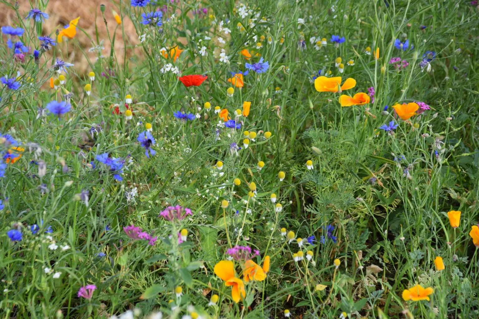 Bloemenzadenmengsels