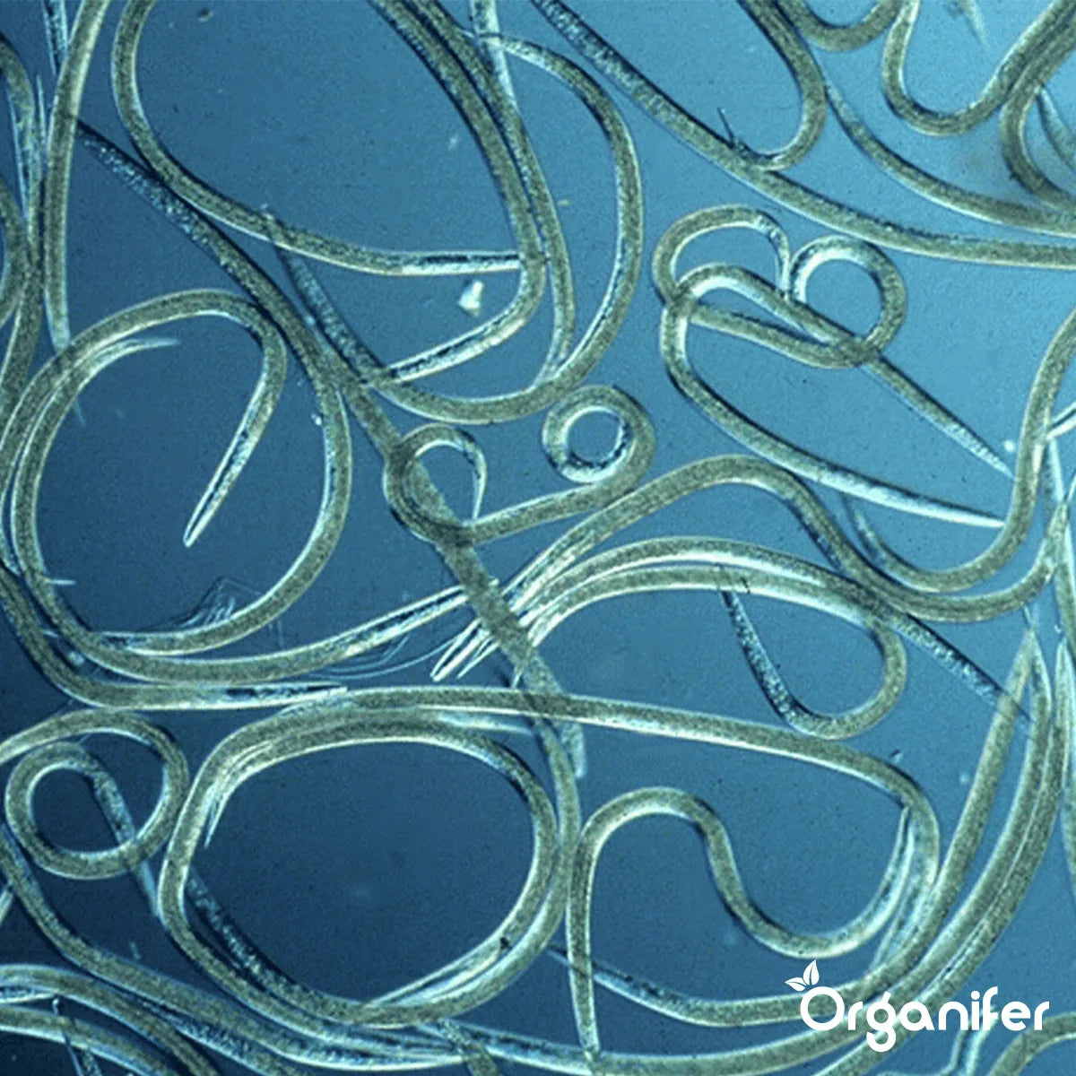 Nematoden concentraat