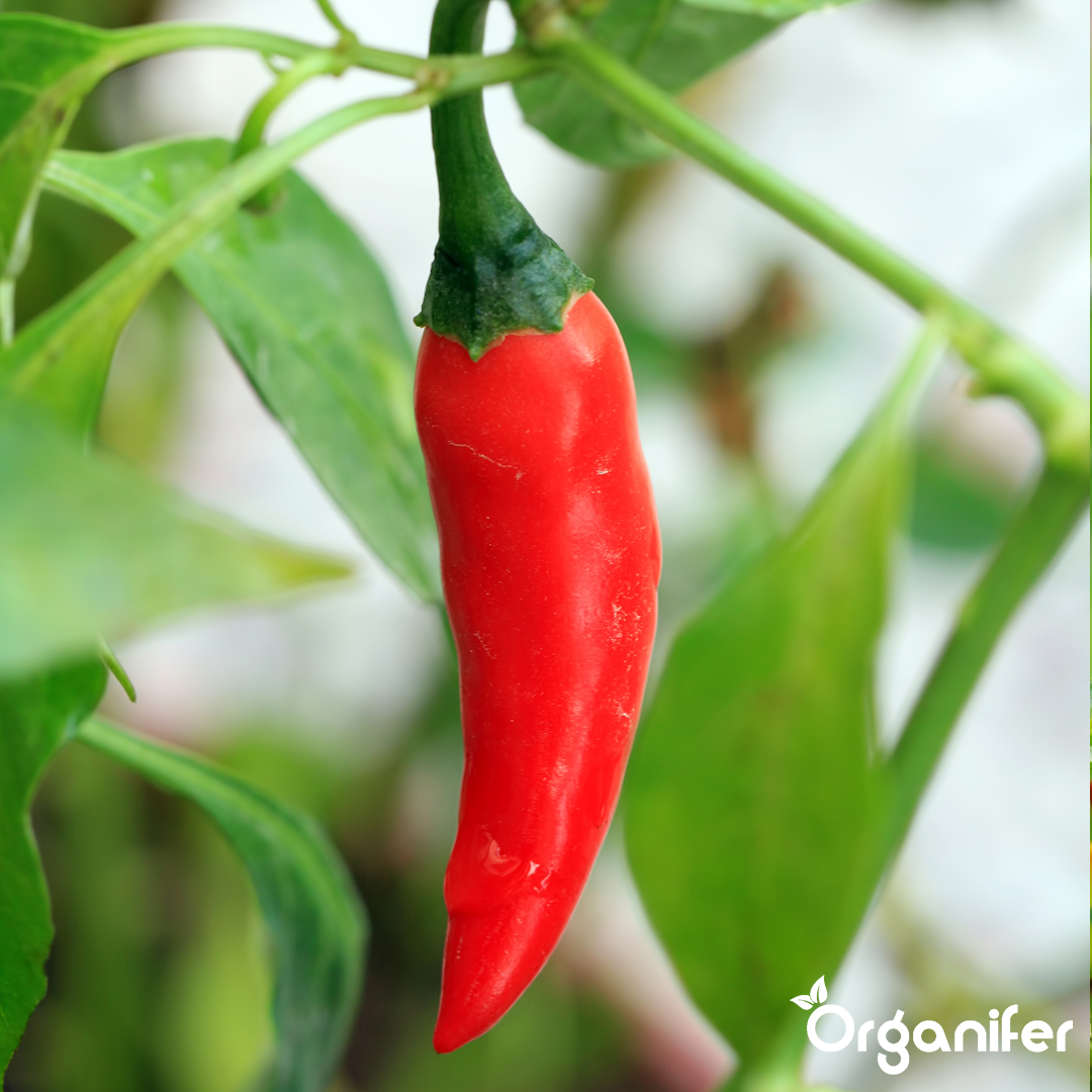 liquid fertiliser chili