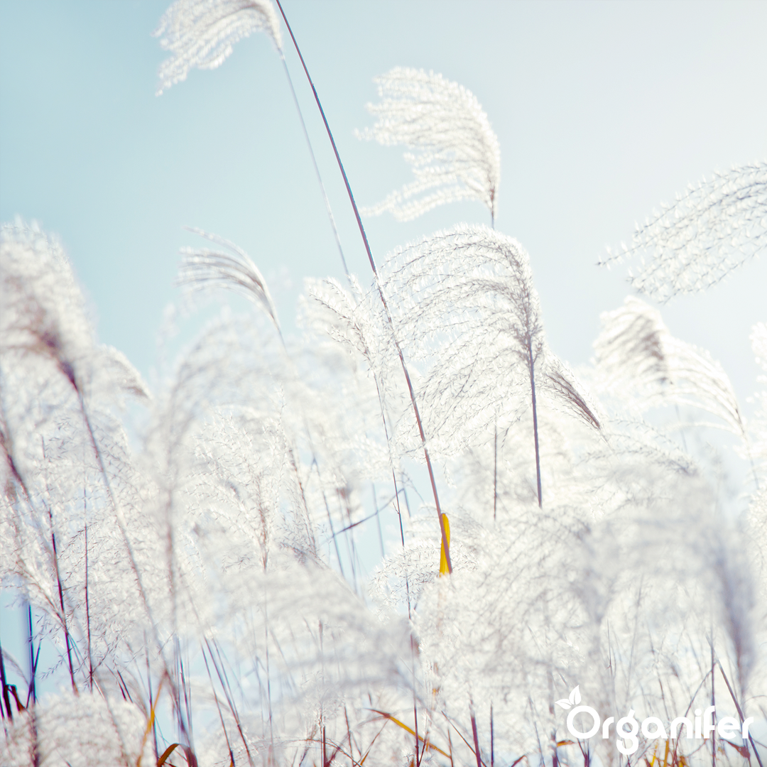 liquid fertiliser Chinese reed