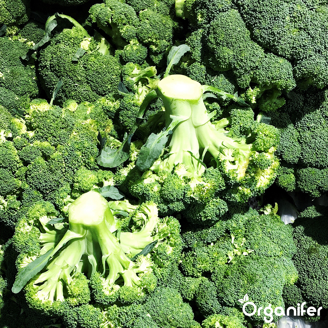liquid fertiliser broccoli