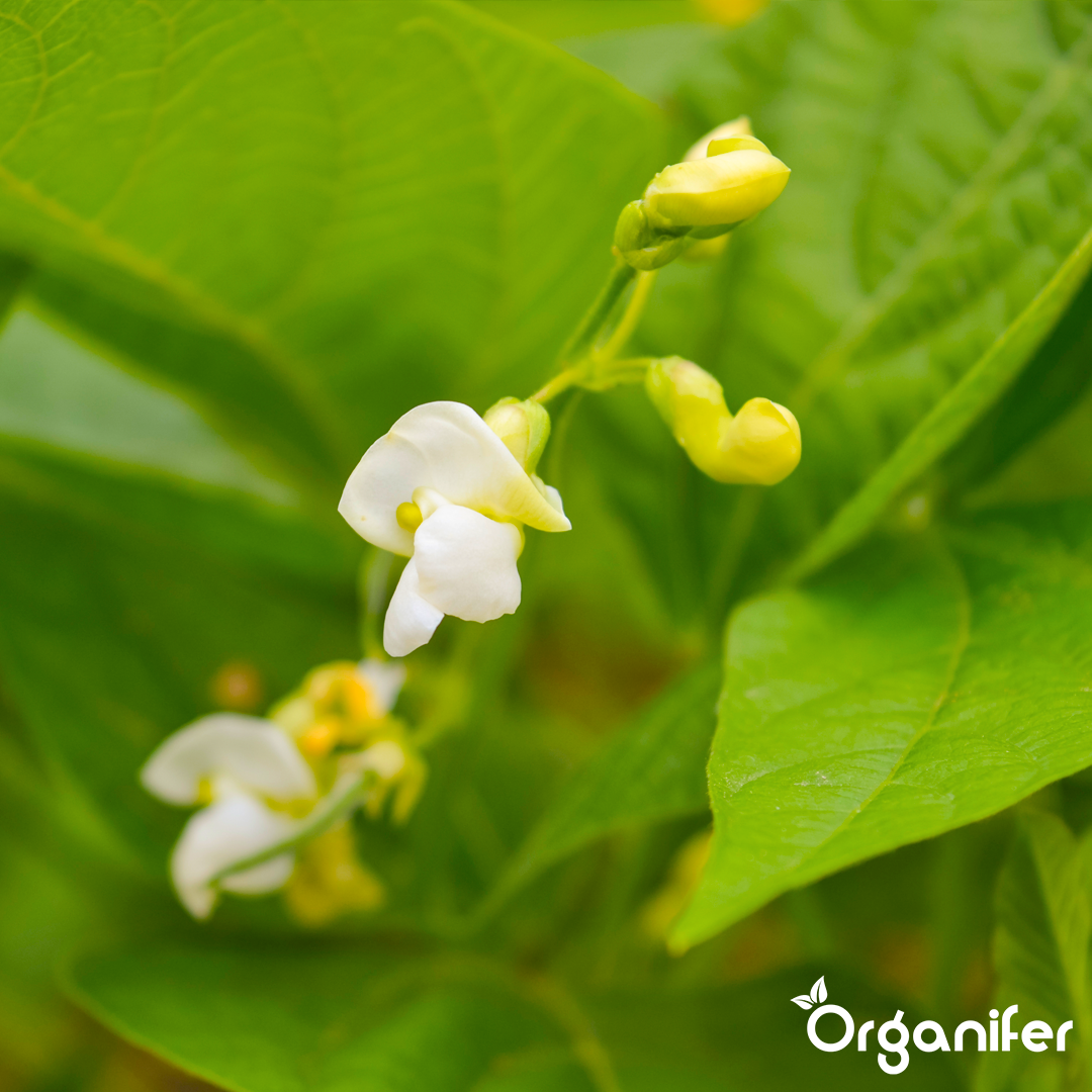 liquid fertiliser bean