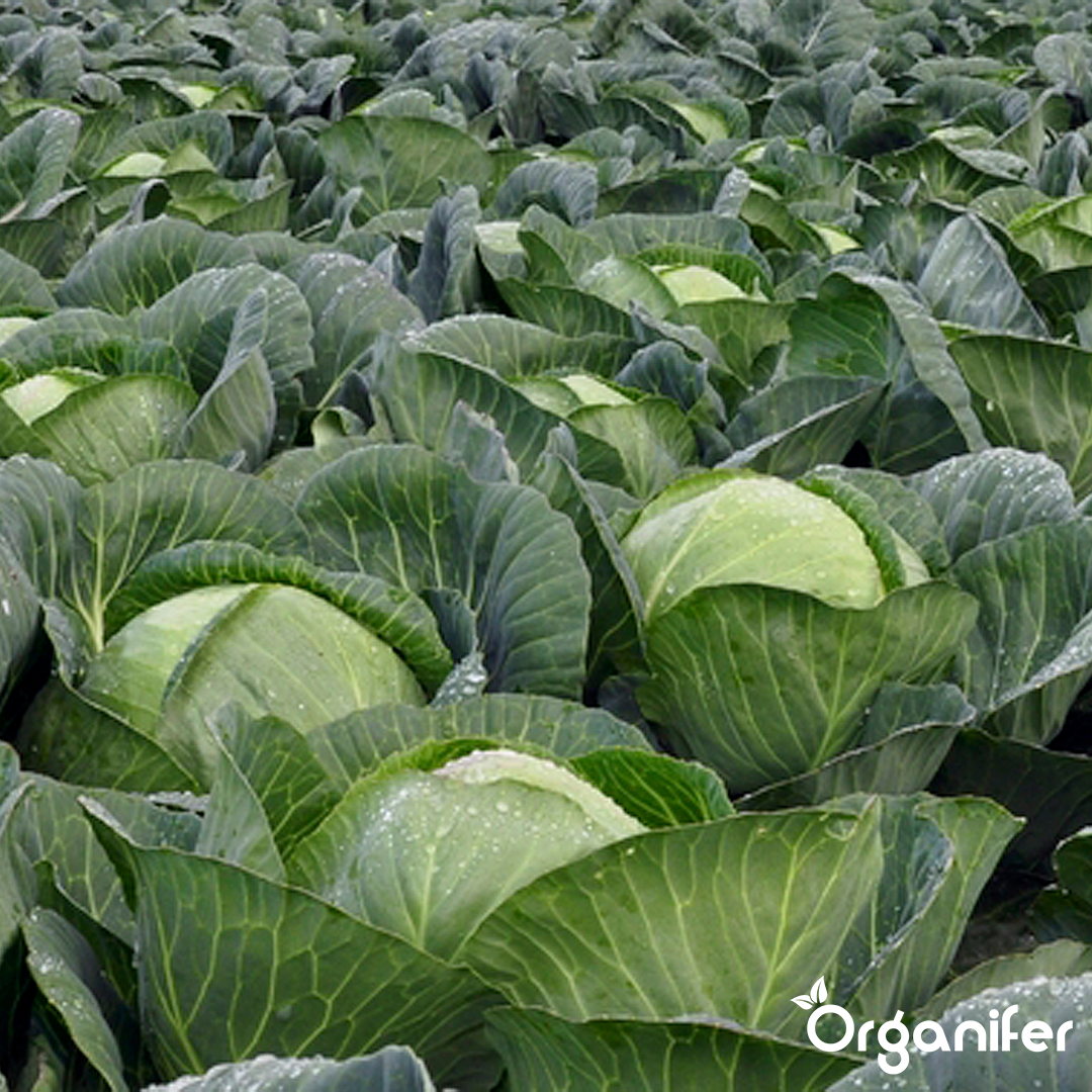 liquid fertiliser cabbage