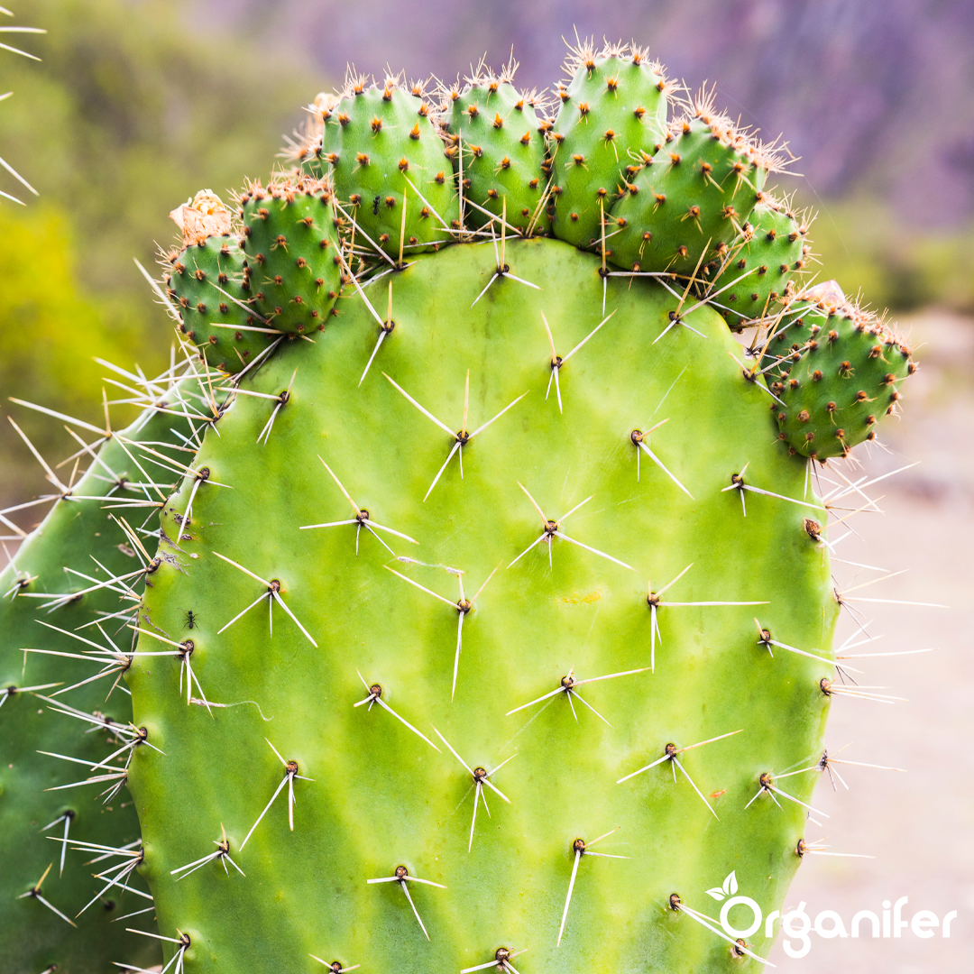 liquid fertiliser Cactus