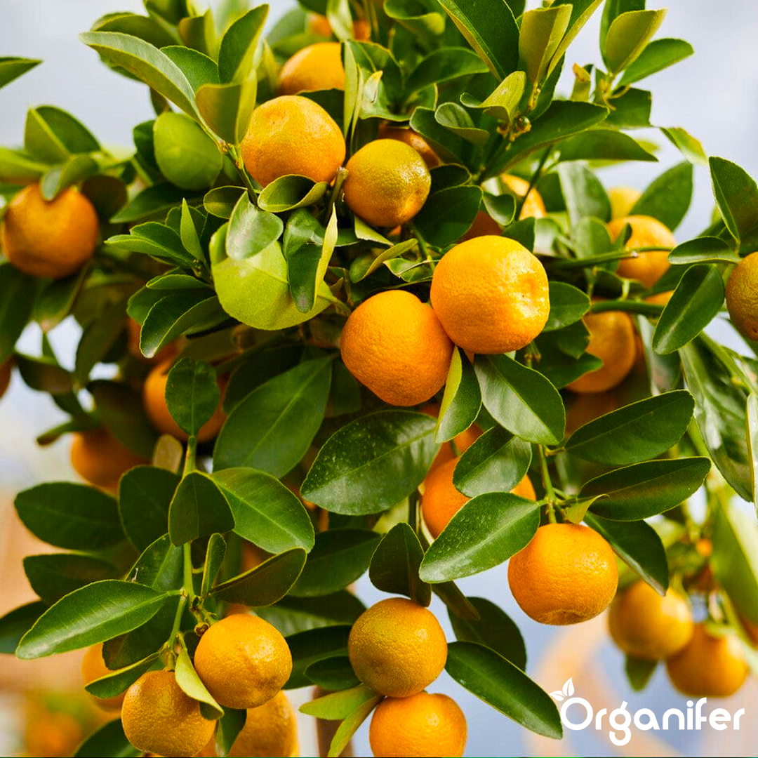 calamondin