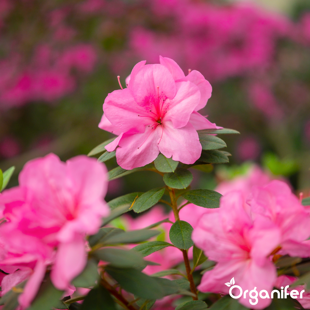 liquid fertiliser Azalea