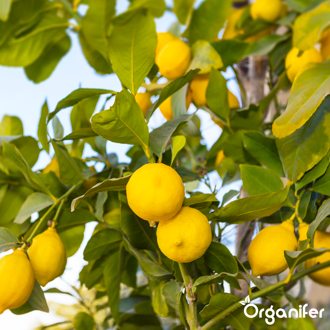 liquid fertiliser citrus