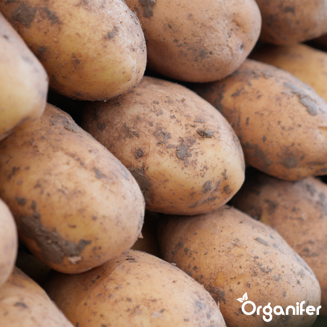 Organic Seed Potatoes Nola