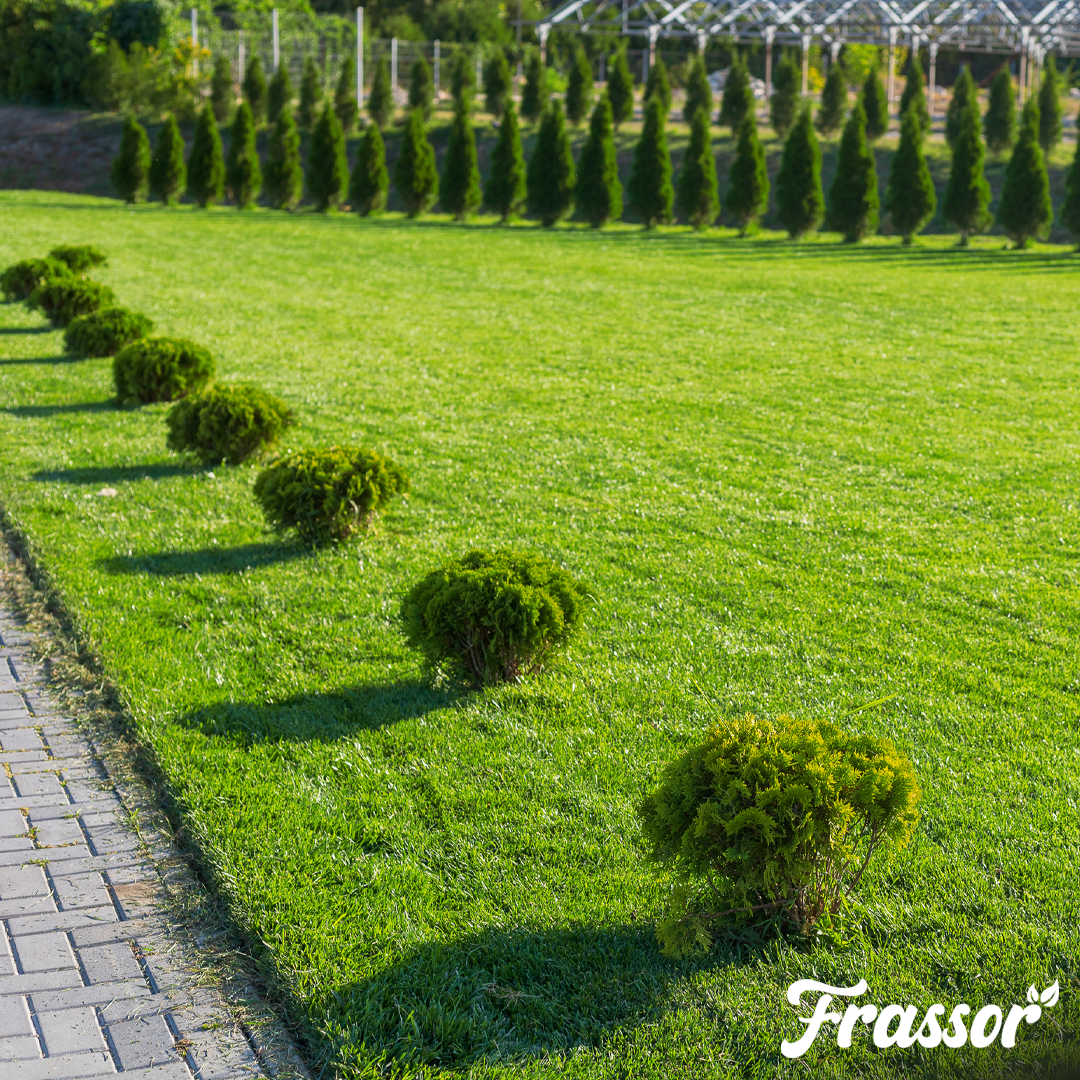 Frassor Border All-in-One