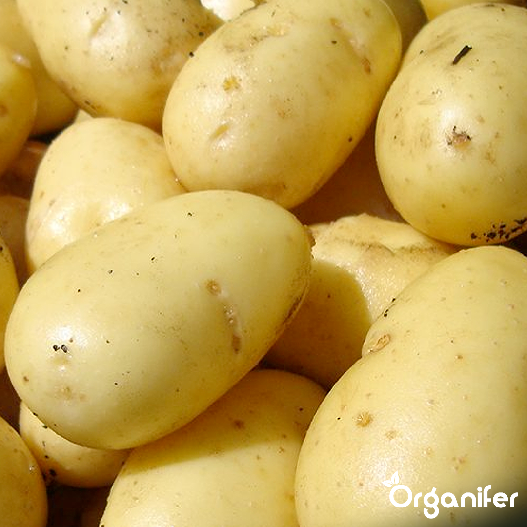 Refined, Slightly Nutty Flavour