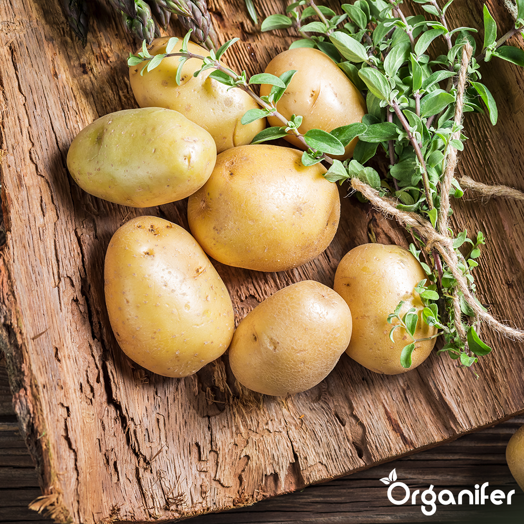 Potato Seeds Frieslander A 28:35 9