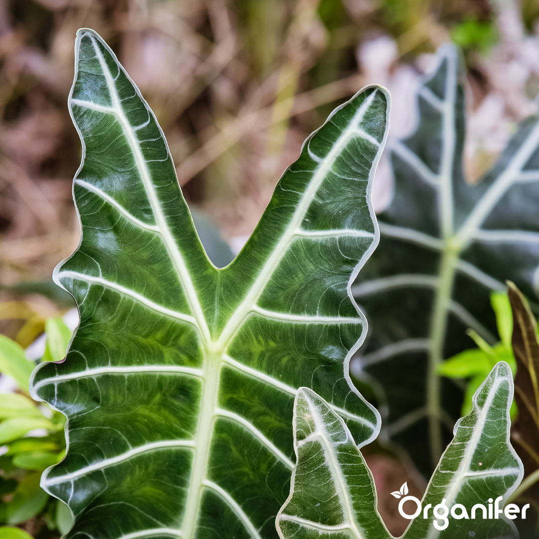 liquid fertiliser Alocasia