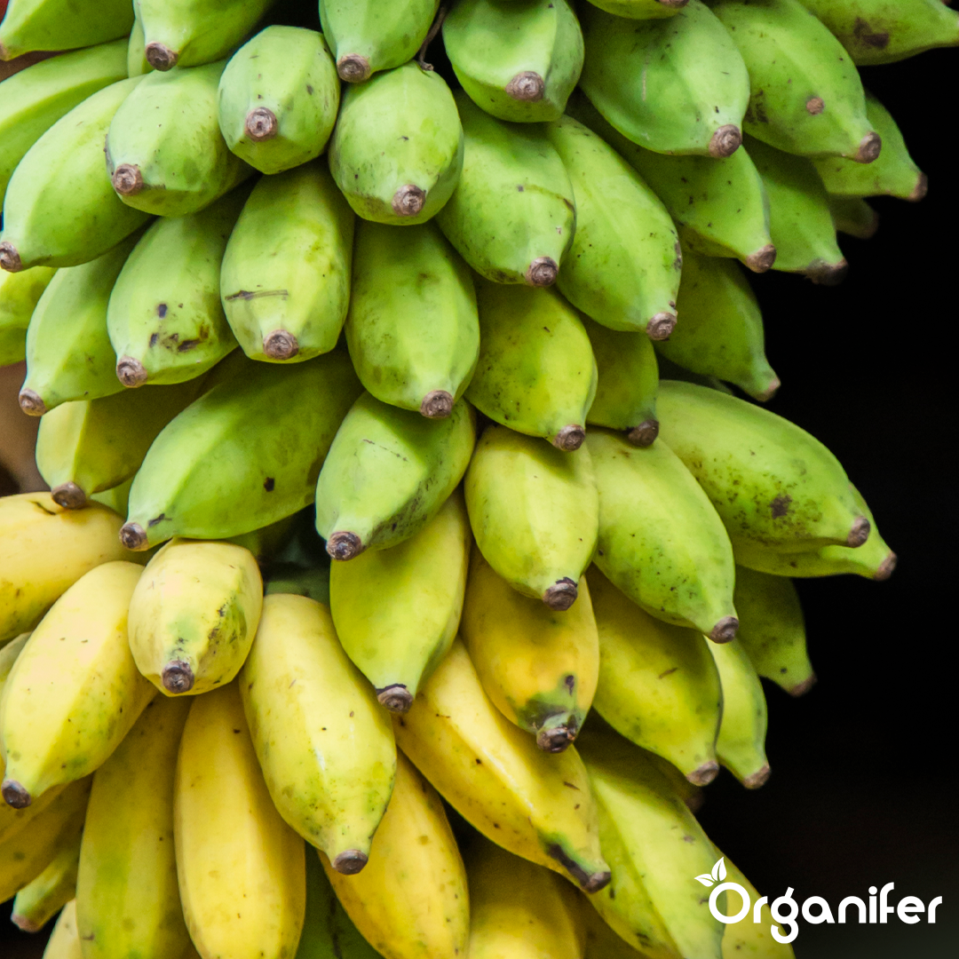liquid fertiliser Banana