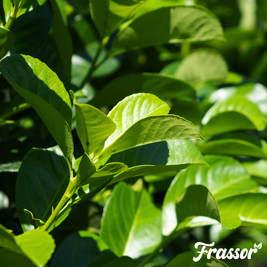 Frassor Leaf Vital 1 L