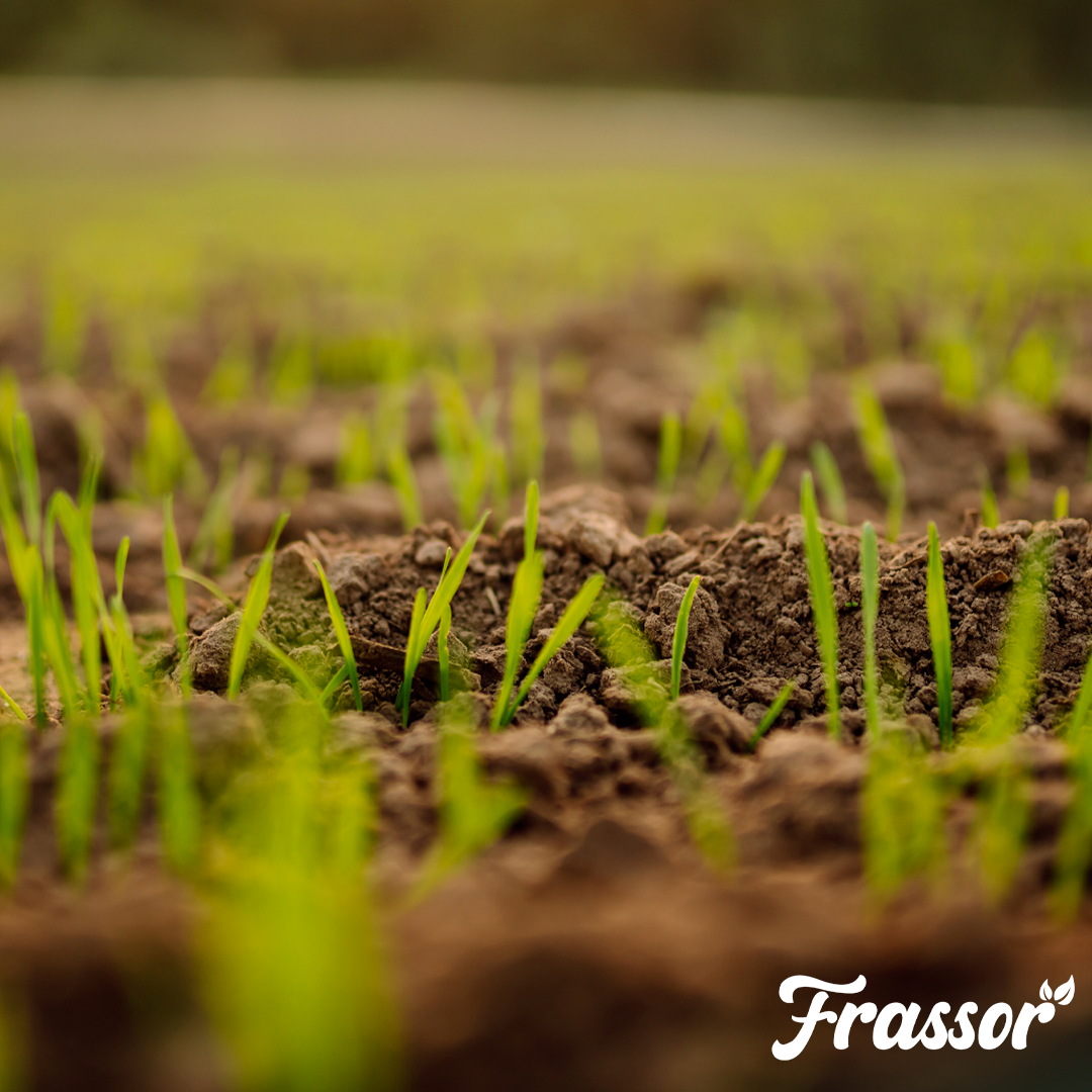 1 frassor soil vital english