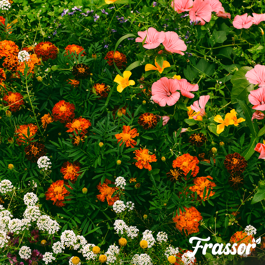 1 frassor plant resilience english