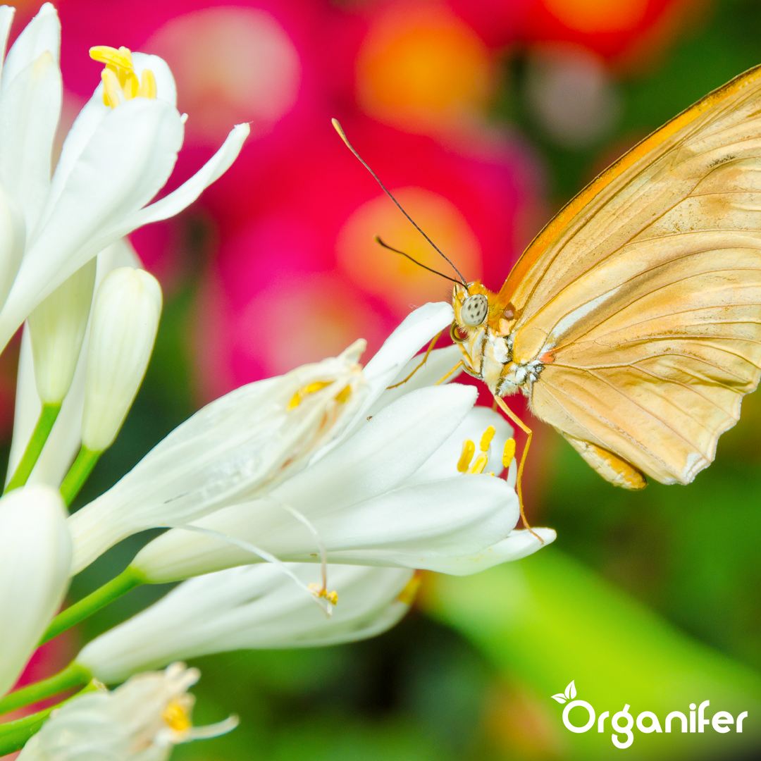 liquid fertiliser Clivia