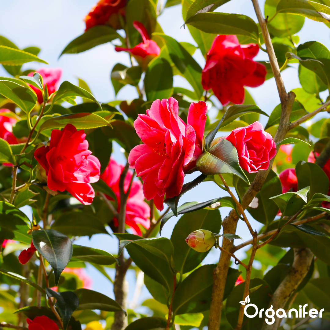 liquid fertiliser Camellia