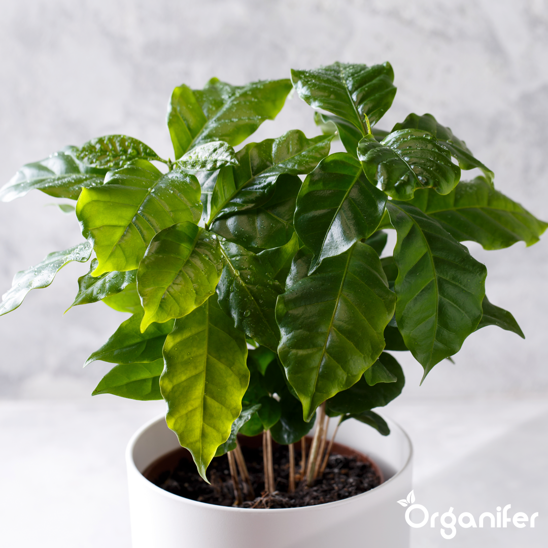 liquid fertiliser Coffee plant