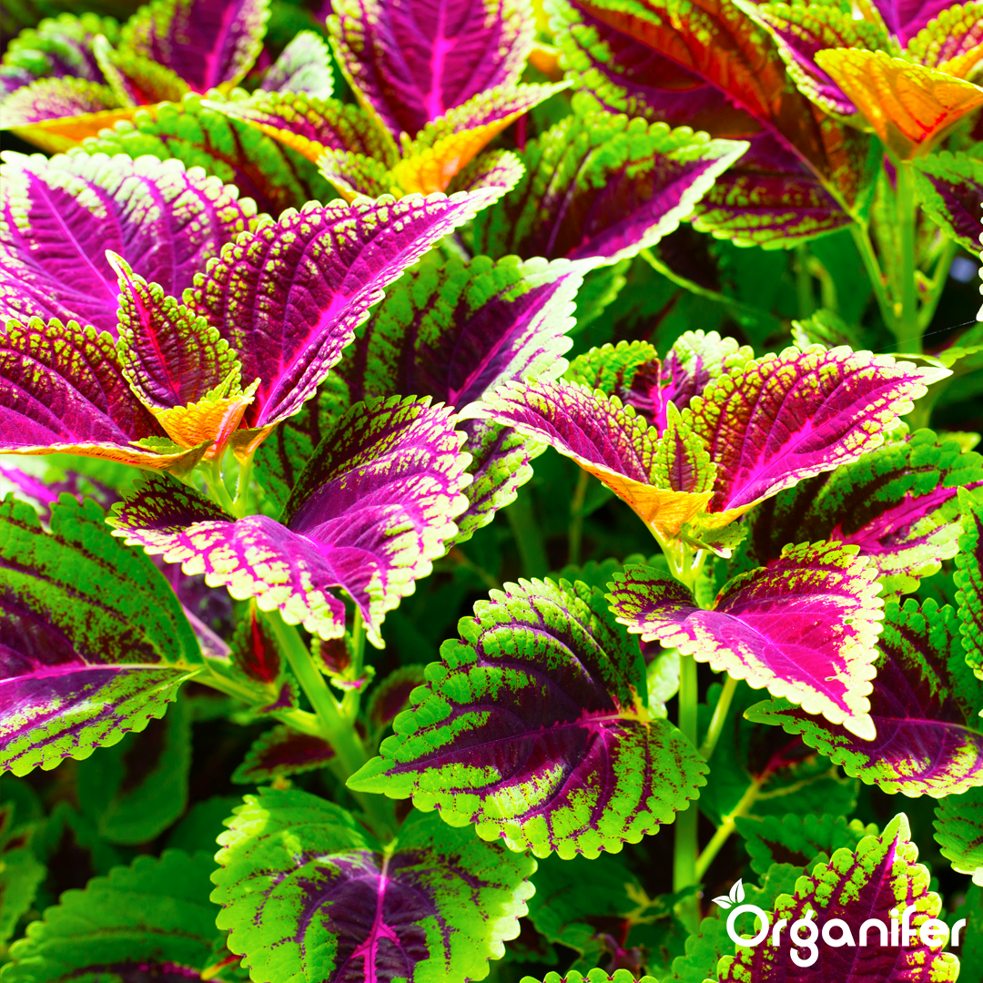 liquid fertiliser Coleus