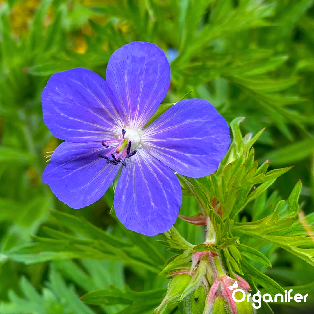 liquid fertiliser Cranesbill
