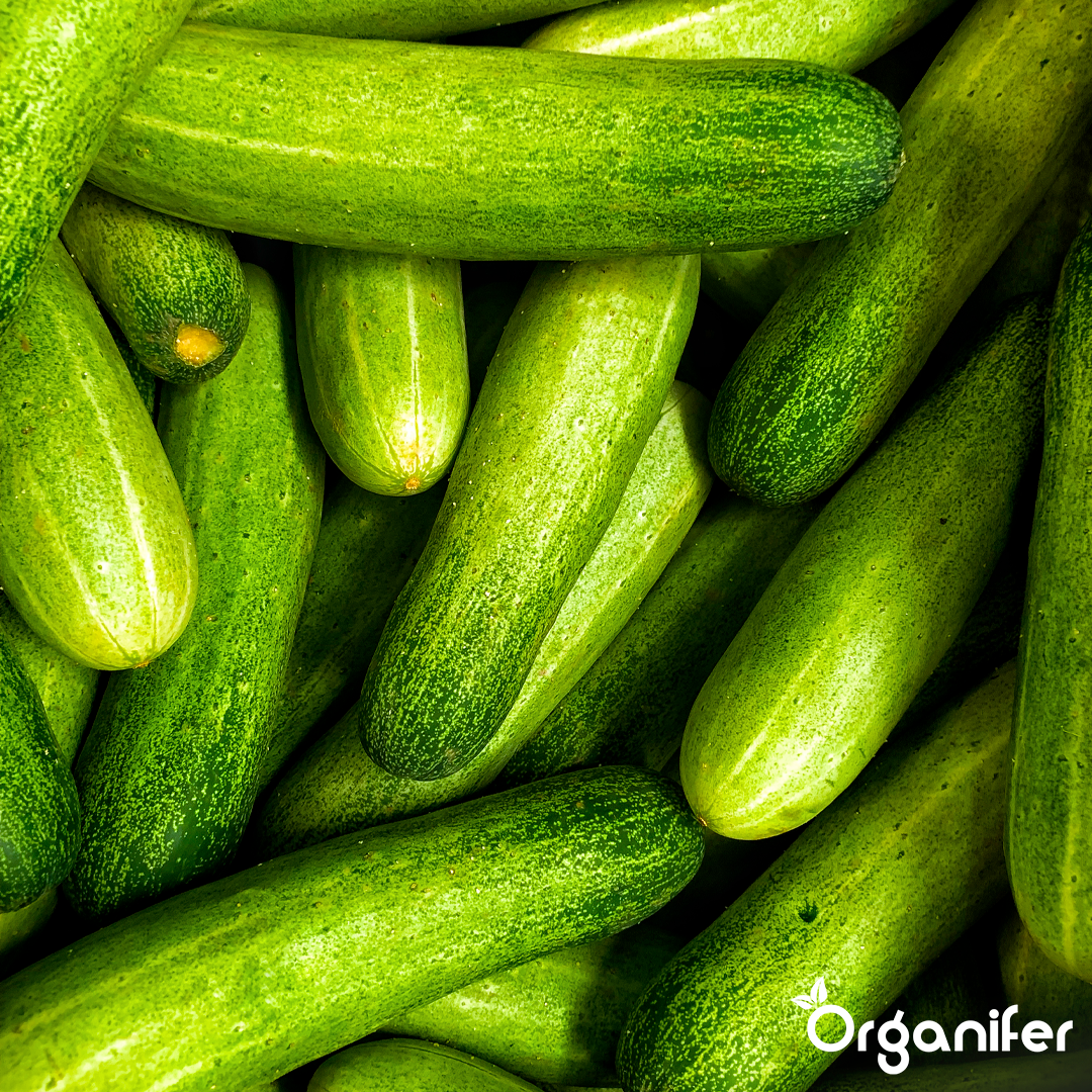 liquid fertiliser cucumber