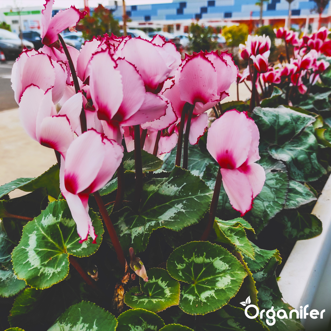 liquid fertiliser Cyclamen