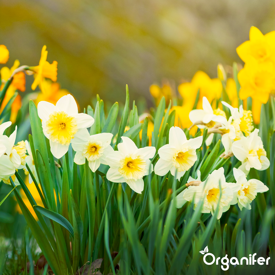 Concime liquido per narcisi – 4x1 litro