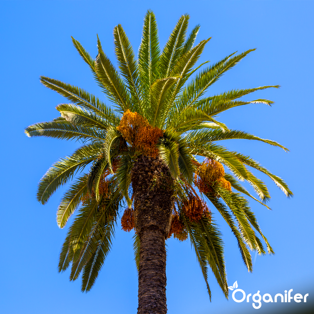 liquid fertiliser Date palm