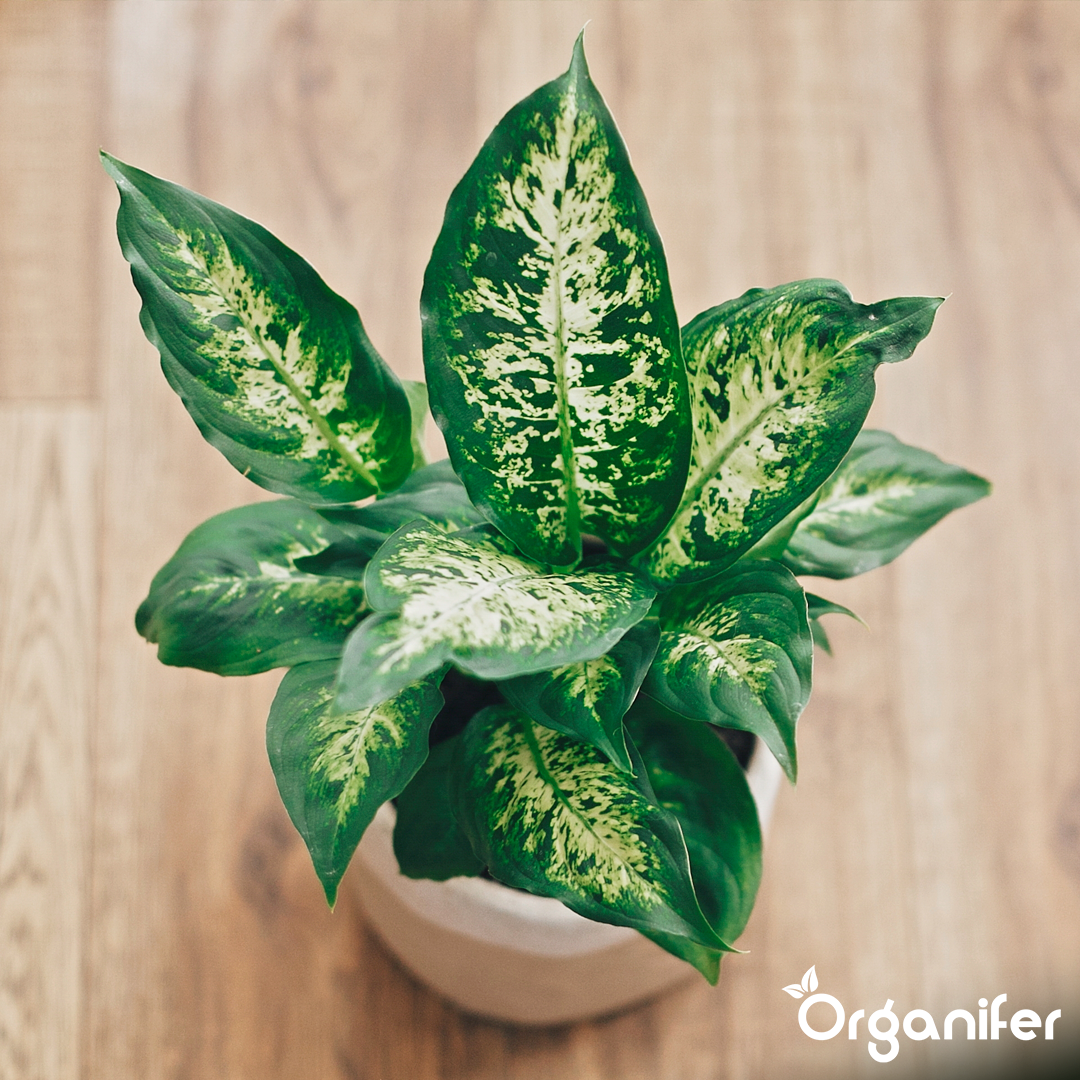 liquid fertiliser Dieffenbachia
