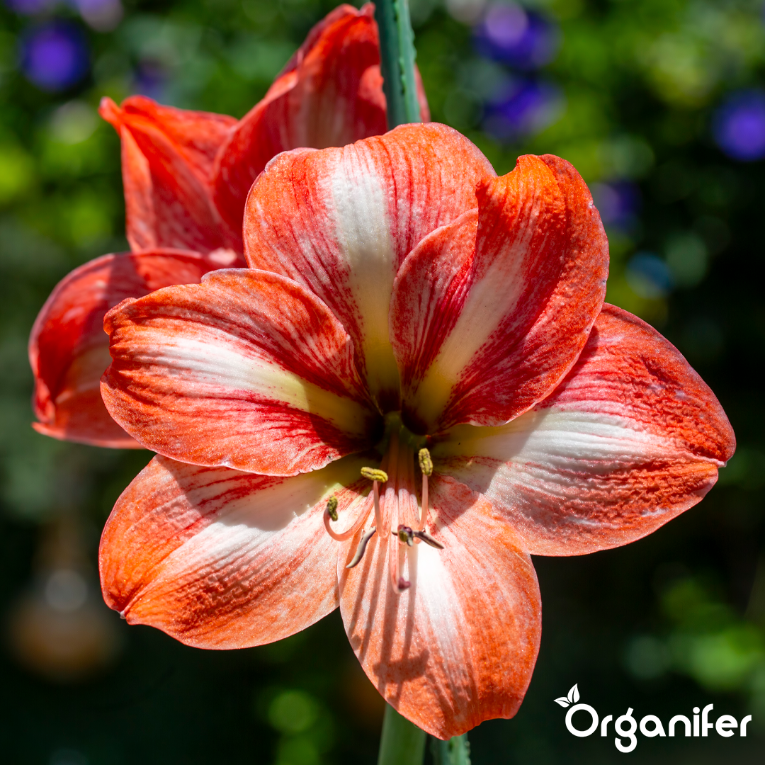 liquid fertiliser Amaryllis