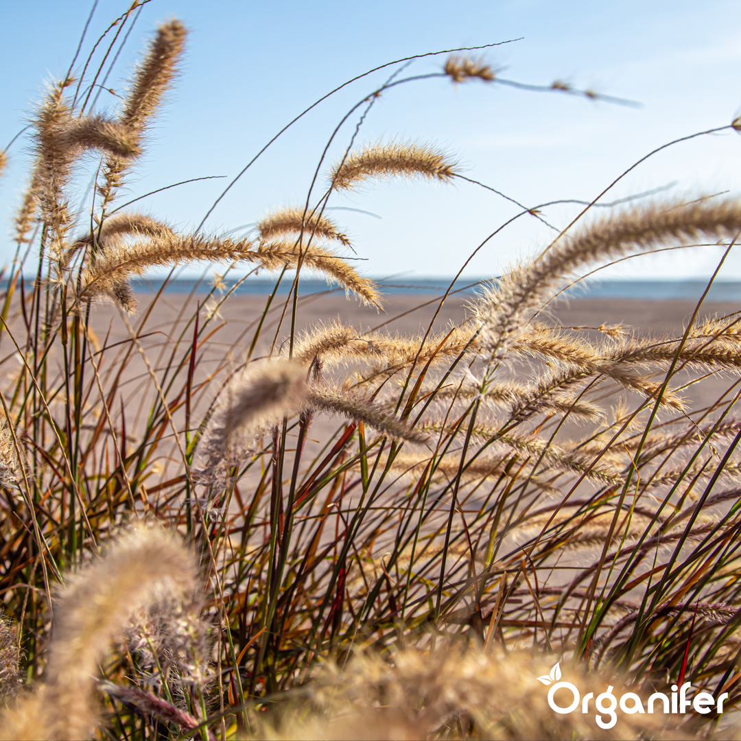 liquid fertiliser Beach grass