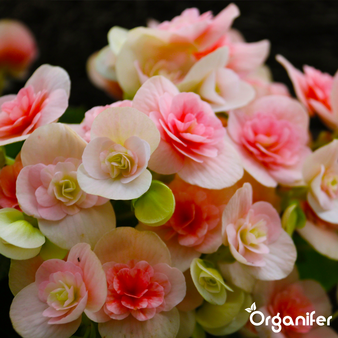 liquid fertiliser Begonia