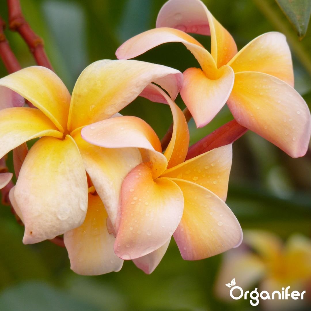 frangipani english