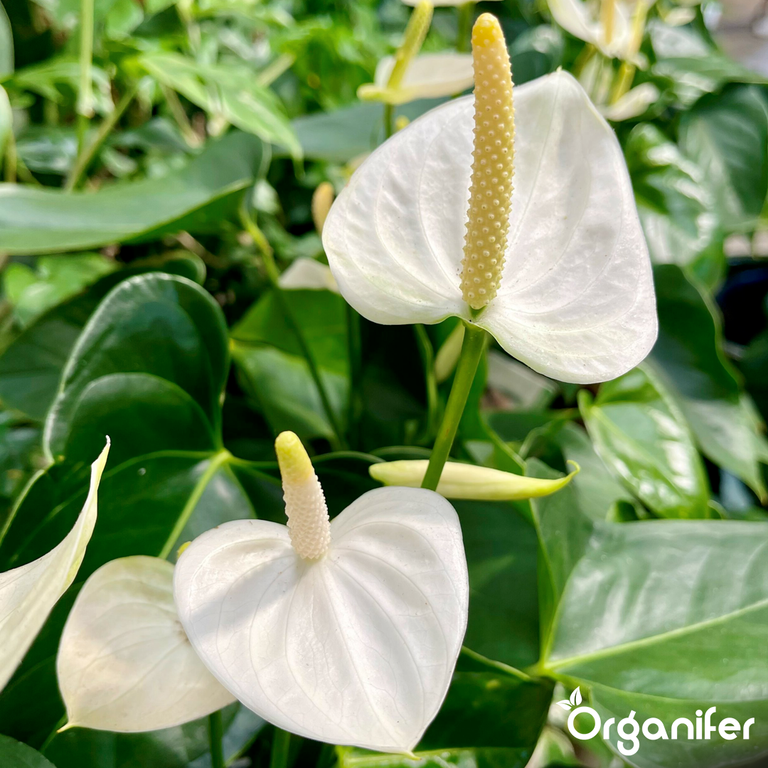 liquid fertiliser Anthurium